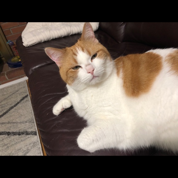 Meet your Posher, Jessie - Picture 1 of 2